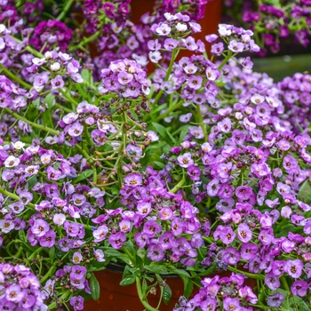 Lobularia maritima Clear Crystal® 'Lavender Shades' (065376)