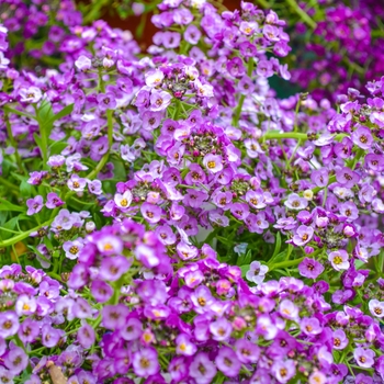 Lobularia maritima Clear Crystal® 'Lavender Shades' (065379)