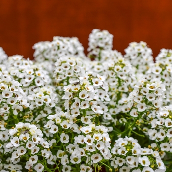 Lobularia maritima Clear Crystal® 'White' (065381)