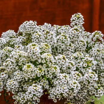 Lobularia maritima Clear Crystal® 'White' (065382)