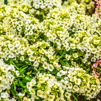 Lobularia maritima Easter Bonnet 'Lemonade' (065383)