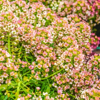 Lobularia maritima Easter Bonnet 'Peach' (065384)