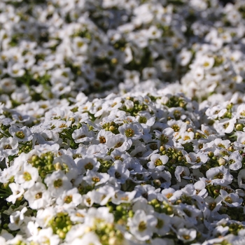 Lobularia maritima 'Snow Crystals' (065387)