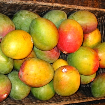 Mangifera indica