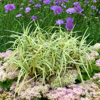 Carex phyllocephala 'Spark Plug' (065600)