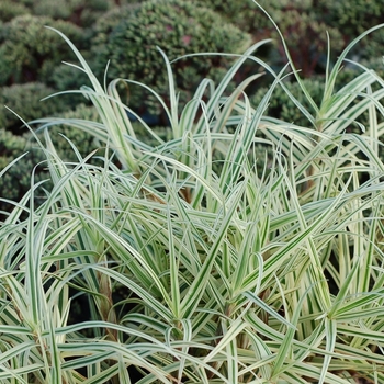 Carex phyllocephala 'Spark Plug' (065601)