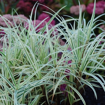 Carex phyllocephala 'Spark Plug' (065602)