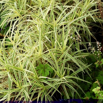 Carex phyllocephala 'Spark Plug' (065603)