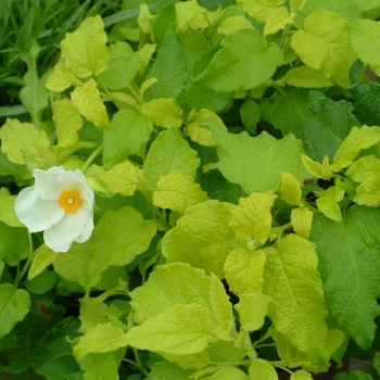 Cistus 'McGuire's Gold' (065605)