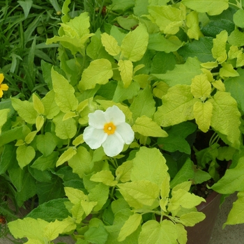 Cistus 'McGuire's Gold' (065606)