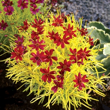 Coreopsis 'Cherry Lemonade' (065610)