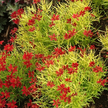 Coreopsis 'Cherry Lemonade' (065611)