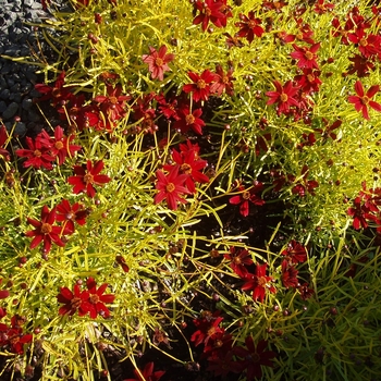 Coreopsis 'Cherry Lemonade' (065613)