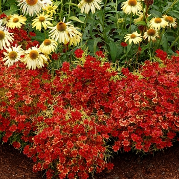 Coreopsis 'Cherry Lemonade' (065614)