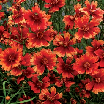 Coreopsis Jewel™ 'Desert Coral' (065626)