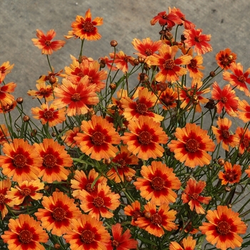 Coreopsis Jewel™ 'Desert Coral' (065627)