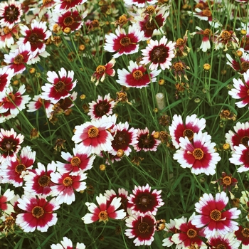 Coreopsis 'Fruit Punch' (065628)