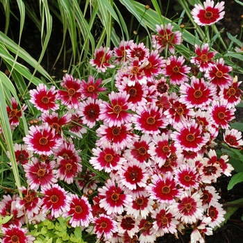 Coreopsis 'Fruit Punch' (065631)