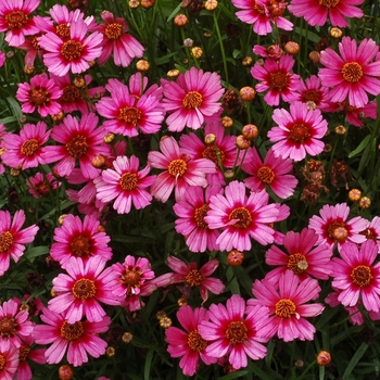 Coreopsis Jewel™ 'Garnet' (065634)