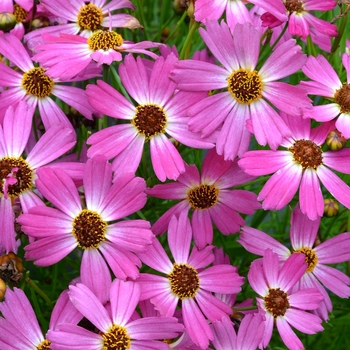 Coreopsis Jewel™ 'Pink Sapphire' (065642)