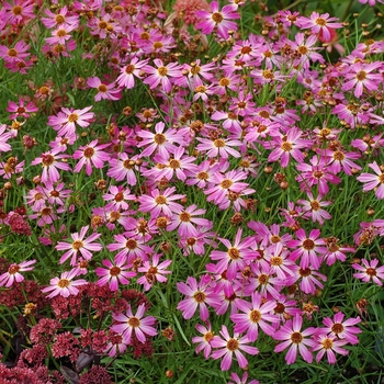 Coreopsis Jewel™ 'Pink Sapphire' (065644)