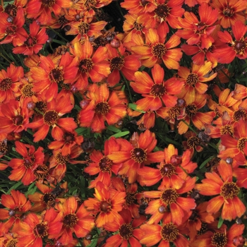 Coreopsis Pie™ 'Pumpkin Pie' (065646)