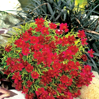 Coreopsis 'Strawberry Lemonade' (065656)