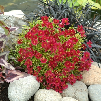 Coreopsis 'Strawberry Lemonade' (065657)