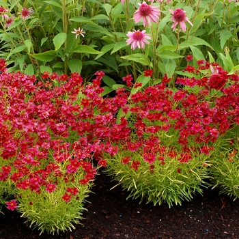 Coreopsis 'Strawberry Lemonade' (065659)