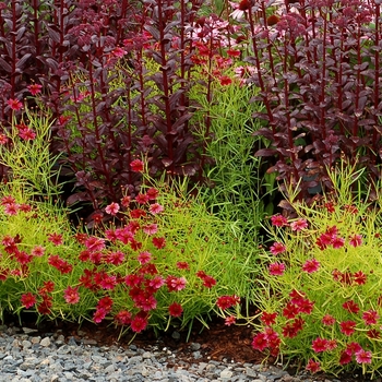 Coreopsis 'Strawberry Lemonade' (065660)