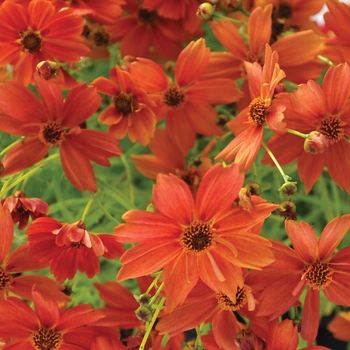 Coreopsis 'Tropical Lemonade' (065668)