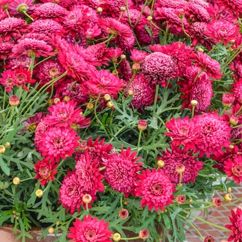 Argyranthemum frutescens Madeira™ 'Crested Merlot' (065689)