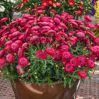 Argyranthemum frutescens Madeira™ 'Crested Merlot' (065690)