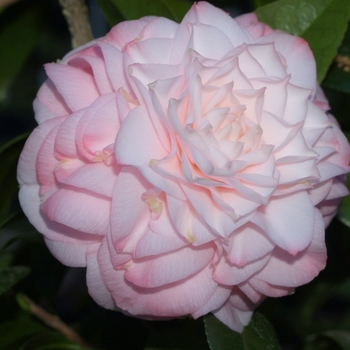 Camellia japonica 'Little Susie' (065787)