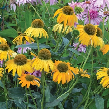 Echinacea Dixie™ 'Sun' (065849)