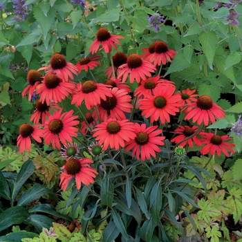 Echinacea Dixie™ 'Scarlet' (065850)