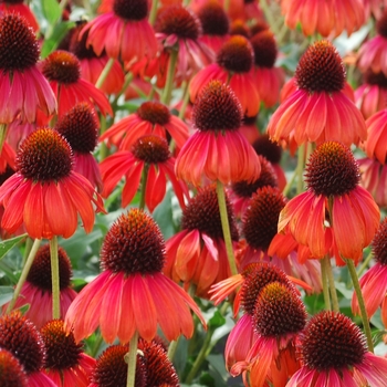 Echinacea Bird™ 'Firebird' (065853)