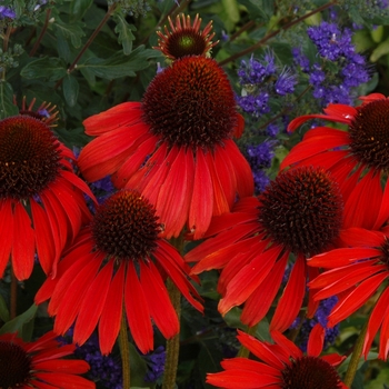 Echinacea Bird™ 'Firebird' (065854)