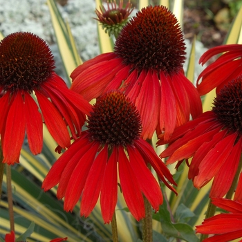 Echinacea Bird™ 'Firebird' (065855)