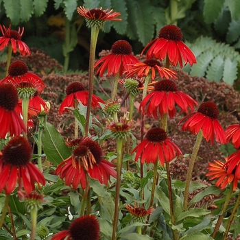 Echinacea Bird™ 'Firebird' (065856)