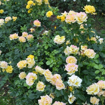 Rosa 'Shockwave' (065993)