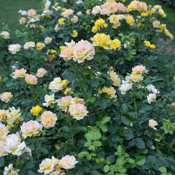 Rosa 'Shockwave' (065994)