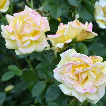 Rosa 'Shockwave' (065995)