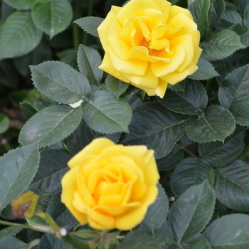 Rosa 'Shockwave' (065996)