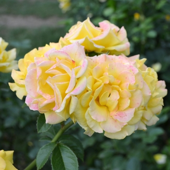 Rosa 'Shockwave' (065997)