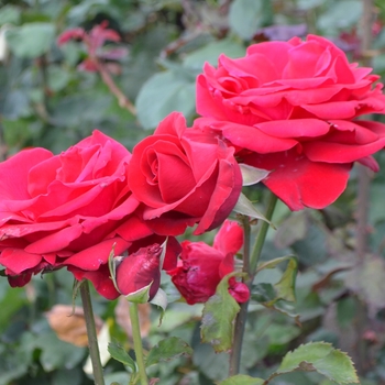 Rosa 'Veteran's Honor' (066013)