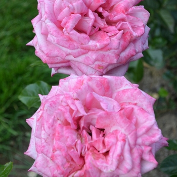 Rosa Eleganza® 'Wedding Bells™' (066019)