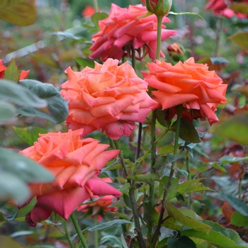 Rosa 'Wildfire' (066022)