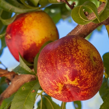 Prunus persica var. nucipersica 'Mericrest' 