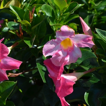 Dipladenia 'Rio™ Pink' (066093)